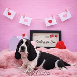 Neytiri - Black and white female Basset Hound puppy in Surprise, Arizona from Howlin Hounds