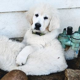 Golden Retriever Puppies from Corrie Poppe's SD English Cream Golden Retrievers