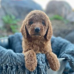 Lily - Red  female Goldendoodle puppy in South Jordan, Utah from Wasatch Pup
