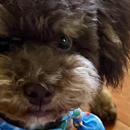 Bernedoodles, Cavapoos, and Poodles from Kelly Brooks