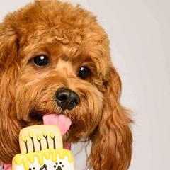 Cavalier King Charles Spaniels, Cavapoos, and Poodles from Cavish's Missouri Cavaliers, Cavapoos, and Miniature Poodles
