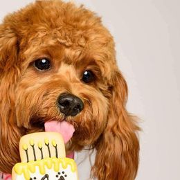Cavalier King Charles Spaniels, Cavapoos, and Poodles from Cavish's Missouri Cavaliers, Cavapoos, and Miniature Poodles