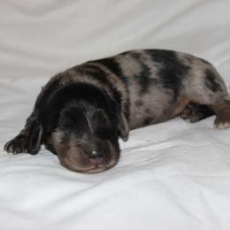 Zari (3800) - Dapple female Dachshund puppy in Sonora, Kentucky from Maple Hill Miniature Dachshunds