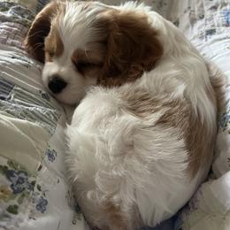 Cavalier King Charles Spaniel Puppies from Amanda's Cavalier King Charles Spaniels