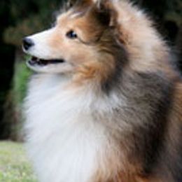 Shetland Sheepdogs from Karen Salvage