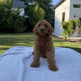 Orange - Red  female Goldendoodle puppy in Citrus Heights, California from Tanya's Goldendoodles