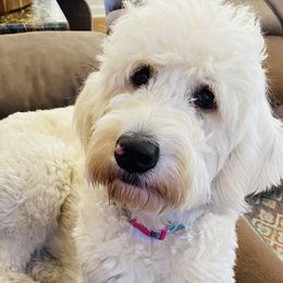 Bernedoodles and Goldendoodles from A.N.A. Doodles