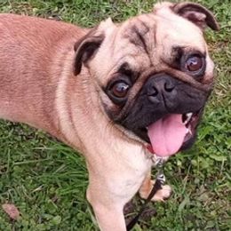 Pugs from Gadsden Pugs