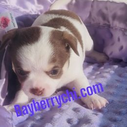 SOPHIE 3900 - Chocolate and white female Chihuahua puppy in Richmond, Virginia from Bayberry Chihuahuas