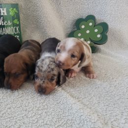 Dachshund Puppies from C and j doxies