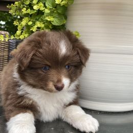 Miniature Australian Shepherds and Toy Australian Shepherds from Sonlight Ridge Aussies