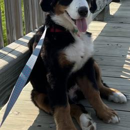 Bernese Mountain Dog Puppies from Lonesome Pine Farm