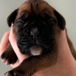 Girl 2 - Clover - Boxer puppy from Buzzard's Bay Boxers