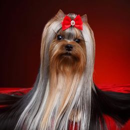 Levi - Yorkshire Terrier