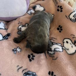 Duck - White and brindle male French Bulldog puppy in Camden, South Carolina from Tiny Farm Frenchies