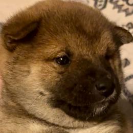 Mario AKC - Red male Shiba Inu puppy in Clewiston, Florida from Animal Farm Shiba Inus & Mameshibas