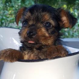 Shiba Inu and Yorkshire Terrier Puppies from Royal Kennels
