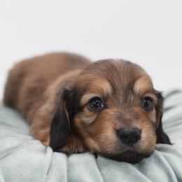 Purple- AKC Import Lines - Cream female Dachshund puppy in Coweta, Oklahoma from Sunnyside Dachshunds