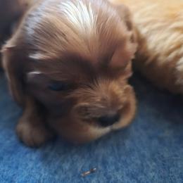 Cherry - Ruby female Cavalier King Charles Spaniel puppy in Shirley, Massachusetts from StoryBook Cavaliers LLC