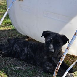 Dutch Shepherd Puppies from MAC K9 Dutch Shepherds