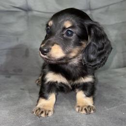 Rip (PET ONLY) - Black and cream male Dachshund puppy in Goldthwaite, Texas from Mini Mama Dachshunds