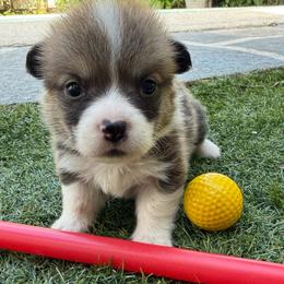 Fitz - Sable male Pembroke Welsh Corgi puppy in Delray Beach, Florida from Holly's Pembroke Welsh Corgis