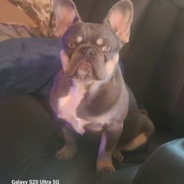 Bella - French Bulldog