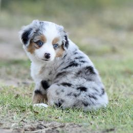 Conrad - Blue merle male Toy Australian Shepherd puppy in Wichita Falls, Texas from Shooting Stars Ranch Toy and Mini Aussies
