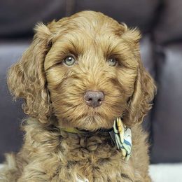 Yellow - Caramel red Australian Labradoodle puppy in Webster, Florida from Pemberley House Australian Labradoodles