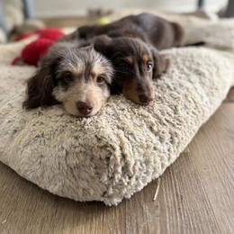 Dachshund Puppies from Thomas Dachshunds