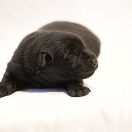 Girl 2 - Black German Shepherd puppy in Buckhannon, West Virginia from Kennel zu Trojas Ehren