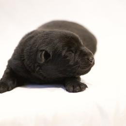 Girl 2 - Black German Shepherd puppy in Buckhannon, West Virginia from Kennel zu Trojas Ehren
