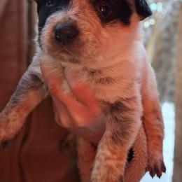 3rd choice male available - Blue male Australian Cattle Dog puppy in Dalton, Pennsylvania from Whiteduck Mountain Kennel AKC Australian Cattle Dogs and AKC Fox Red Labrador Retrievers