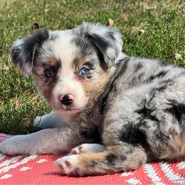Toy Australian Shepherd Puppies from Kickapoo Creek Toy Aussies