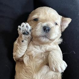 Maple - Female 1 - Buff female Cockapoo puppy in Mountain View, Missouri from Gastineau Doodles