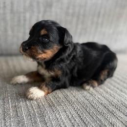 Girl 2 - Tri-color female Bernedoodle puppy in Spring Hill, Florida from Ohana Doodles