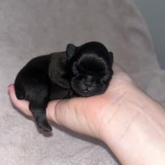 Brussels Griffon Puppies from Butler Brussels Griffon