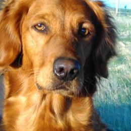 Golden Retrievers from KW Golden Retrievers