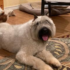 Buffy - Bouvier des Flandres