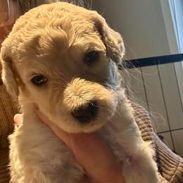 Eli - Cream male Poodle puppy in Greenwich, New York from MizzElle’s Standard Poodles