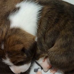 Basenji and Rottweiler Puppies from AFRICAN TREASURES