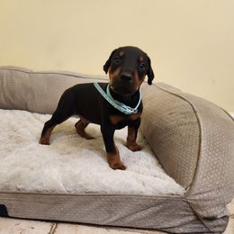 Grey boy - Black and rust male Doberman Pinscher puppy in Leslie, Arkansas from Shakarri Irish Setters