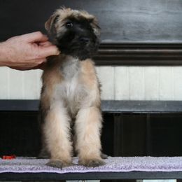 Soft Coated Wheaten Terrier Puppies from Cuilinn Wheatens