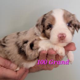 100 Grand - Brown merle female Aussiedoodle puppy in Boonville, North Carolina from Branch Creek kennels