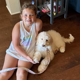 Bella - Cream female Aussiedoodle puppy in Lavonia, Georgia from H & A Kennels