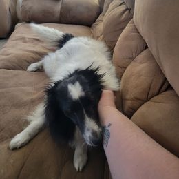 Fletcher - Shetland Sheepdog
