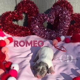 Dachshund Puppies from Camacho_Dachshunds