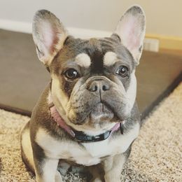 Millie - French Bulldog