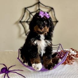 Candy - Tri-color female Bernedoodle puppy in Munster, Indiana from Miranda’s Sunshine Poodles and Doodles