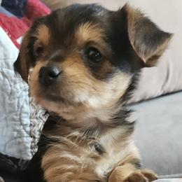 Noelle - Black and tan female Yorkshire Terrier puppy in Myerstown, Pennsylvania from Rosanna Brubacker